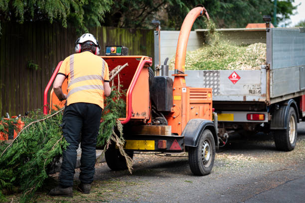 Best Local Tree Services  in Chewelah, WA